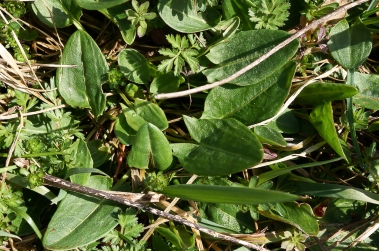 Sauerampfer - pfeilförmiges Blatt